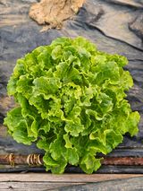 종일님의 자유주제·자유게시판 작성글 사진