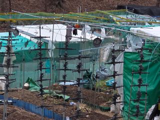 텃밭입문님의 농사, 무엇이든 물어보세요! · 참여글 작성글 사진