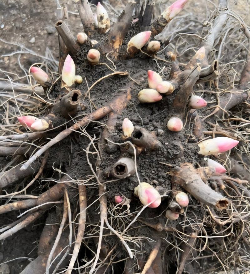 약초원 김종군님의 장터 판매 상품 [7년생 초대형 작약구근.종근] 첨부 사진