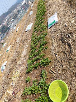 이박농장님의 자유주제 · 자유게시판 작성글 사진