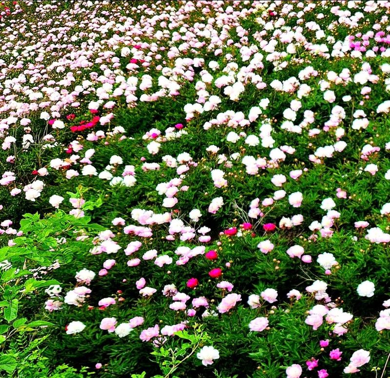 장터 상품 [7년생 초대형 작약구근.종근] 썸네일