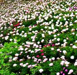 팜모닝 · 게시글 이미지