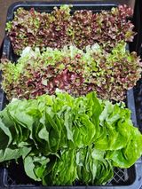 팜모닝 자유주제·자유게시판 게시글 이미지