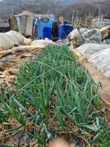 팜모닝 자유주제·자유게시판 게시글 이미지