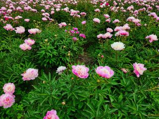 약초원 김종군님의 작성글 사진