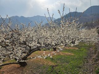 대봉매실 인생이막님의 자유주제 · 자유게시판 작성글 사진