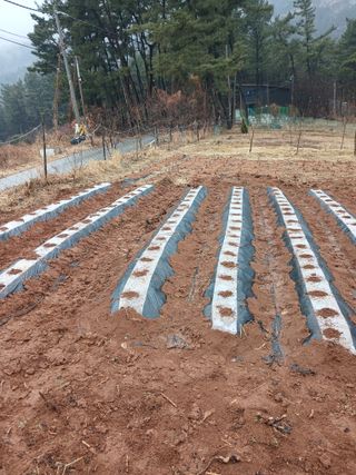 두릅나무10495님의 자유주제 · 자유게시판 작성글 사진