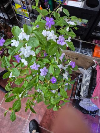 왕대추님의 자유주제 · 자유게시판 작성글 사진