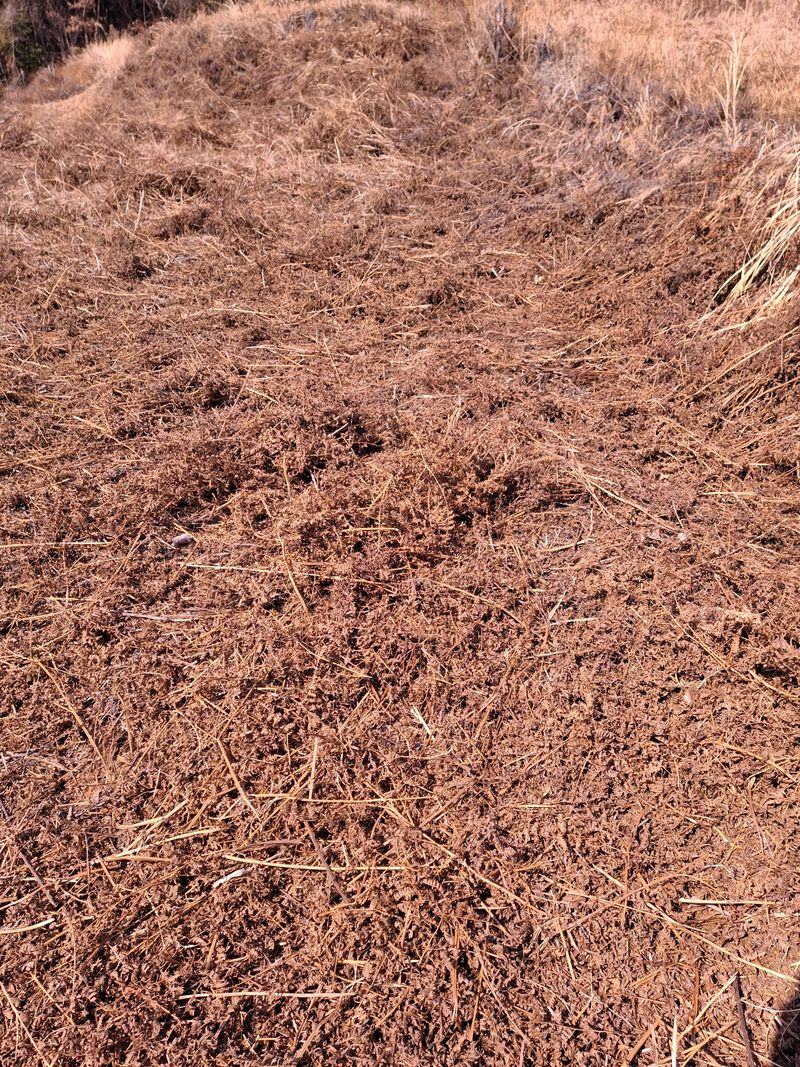 블루애플펜션님의 장터 판매 상품 [고사리 종건 ] 첨부 사진