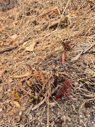 담디농원님의 자유주제 · 자유게시판 작성글 사진