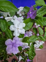 왕대추님의 자유주제·자유게시판 작성글 사진