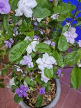 왕대추님의 자유주제·자유게시판 작성글 사진