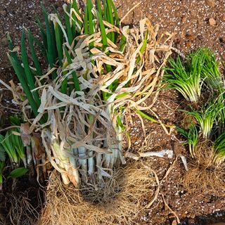 삼성농산님의 자유주제 · 자유게시판 작성글 사진