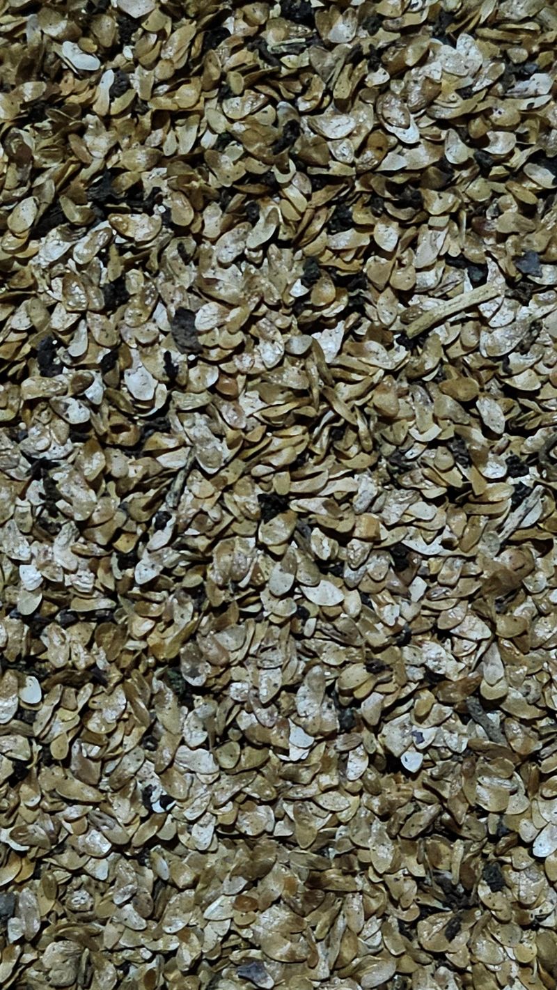 장터 상품 [더덕씨앗] 썸네일