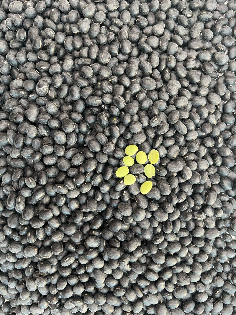 강원도농산물님의 장터 판매 상품 [2025국내 서리태 1kg] 첨부 사진