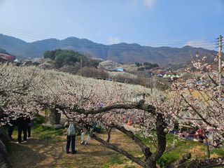 대봉매실 인생이막님의 자유주제 · 자유게시판 작성글 사진