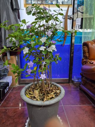 왕대추님의 자유주제 · 자유게시판 작성글 사진