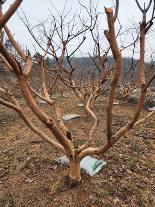 대봉감 단감 고구마님의 자유주제 · 사진전 작성글 사진