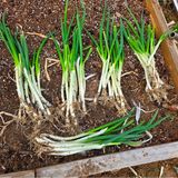 팜모닝 자유주제·자유게시판 게시글 이미지