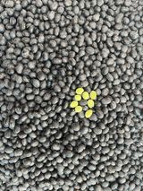 팜모닝 · 게시글 이미지