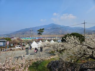 대봉매실 인생이막님의 자유주제 · 자유게시판 작성글 사진