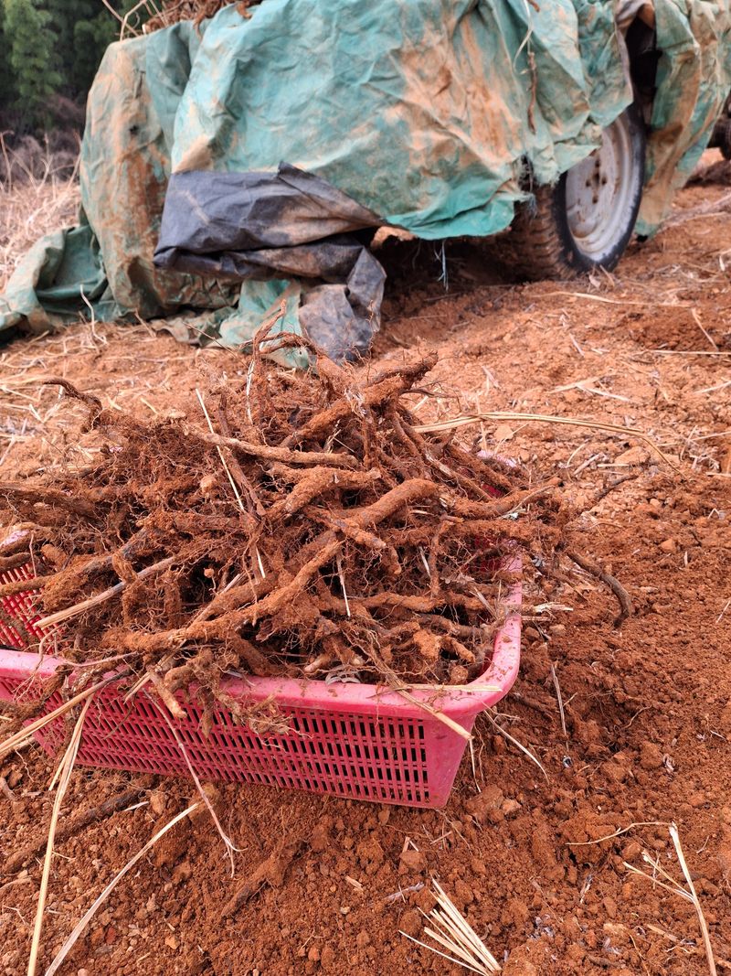 장터 상품 [고사리 종건 ] 썸네일