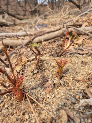 담디농원님의 자유주제 · 자유게시판 작성글 사진