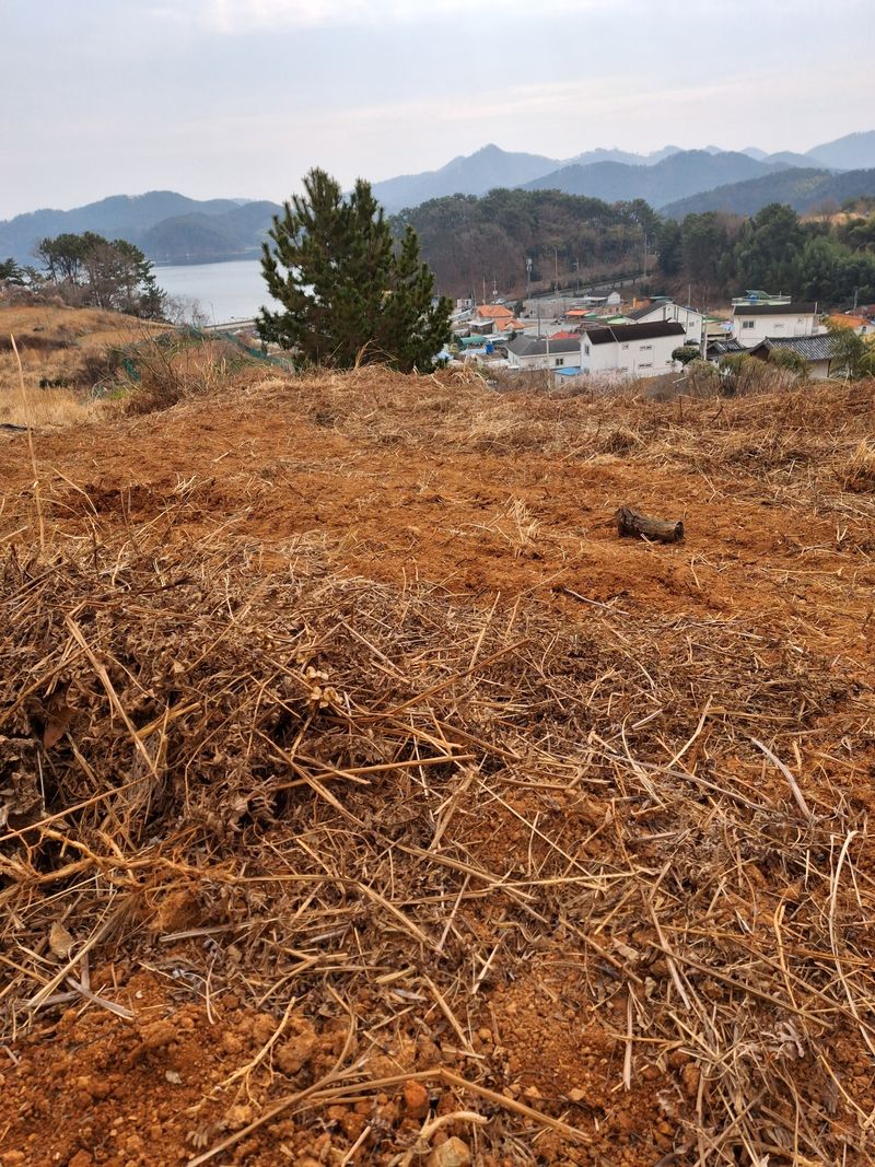 블루애플펜션님의 장터 판매 상품 [고사리 종건 ] 첨부 사진