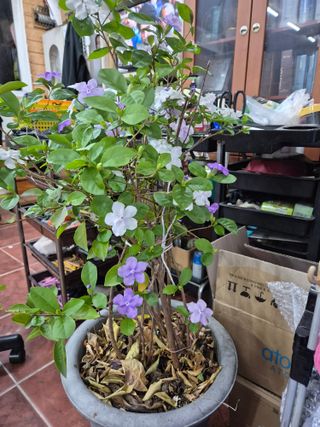 왕대추님의 자유주제 · 자유게시판 작성글 사진