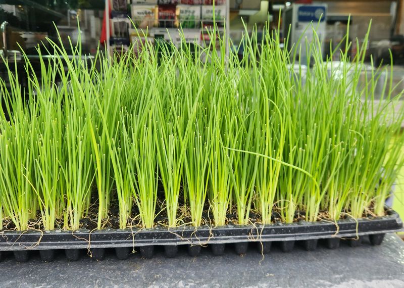 돼지파쪽파님의 장터 판매 상품 [대파모종 160구 대파모] 첨부 사진