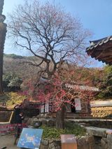 제주부자팜님의 자유주제·자유게시판 작성글 사진