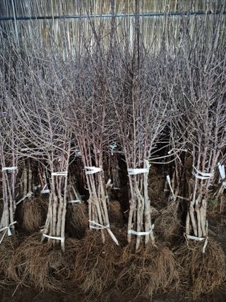 우리농원님의 자유주제 · 자유게시판 작성글 사진