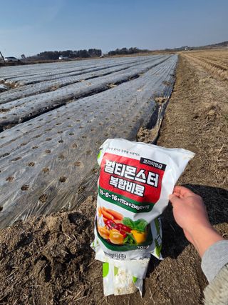 대산농사대장님의 양파 · 자유게시판 작성글 사진