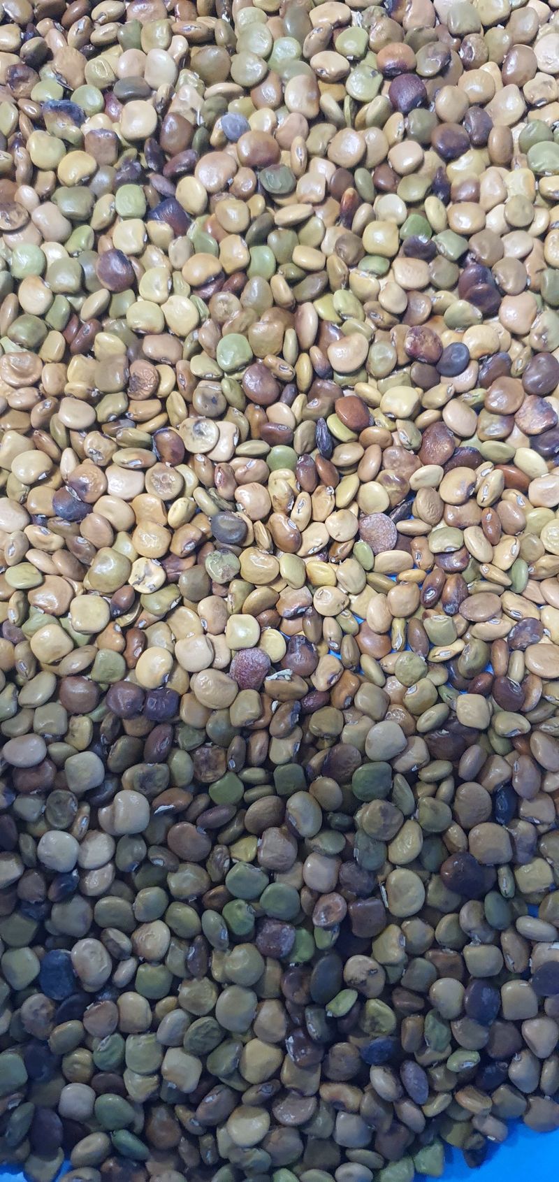 김철현님의 장터 판매 상품 [히카마씨앗] 첨부 사진