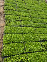 병풍취산채농원님의 자유주제·자유게시판 작성글 사진