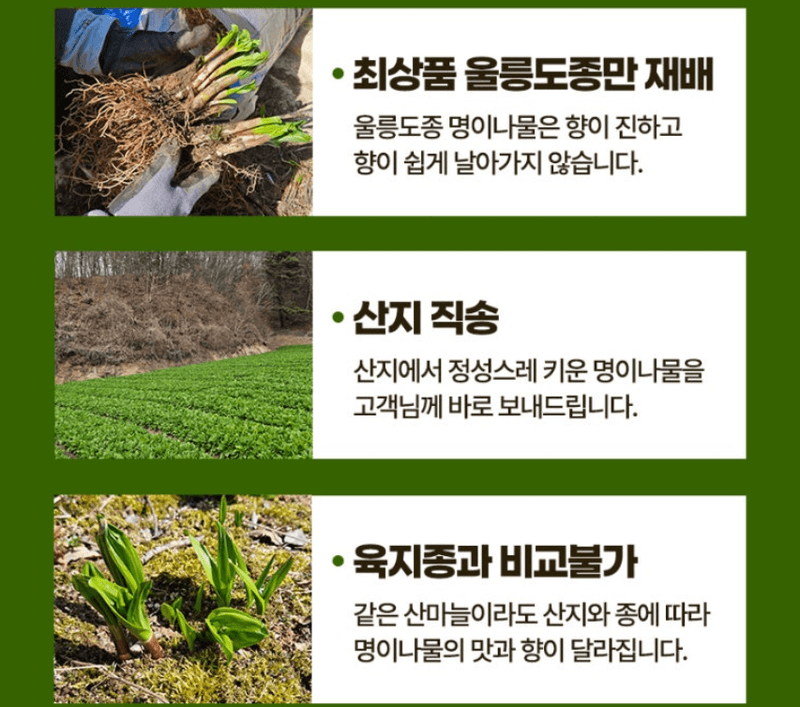 스피드번님의 장터 판매 상품 [명이나물] 첨부 사진