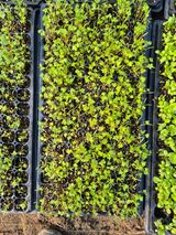 팜모닝 자유주제·자유게시판 게시글 이미지