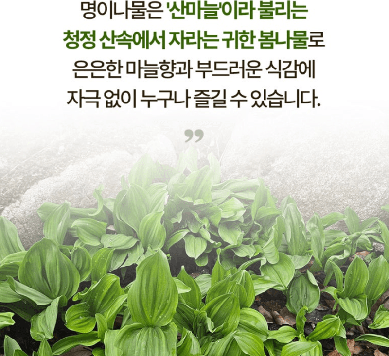 스피드번님의 장터 판매 상품 [명이나물] 첨부 사진