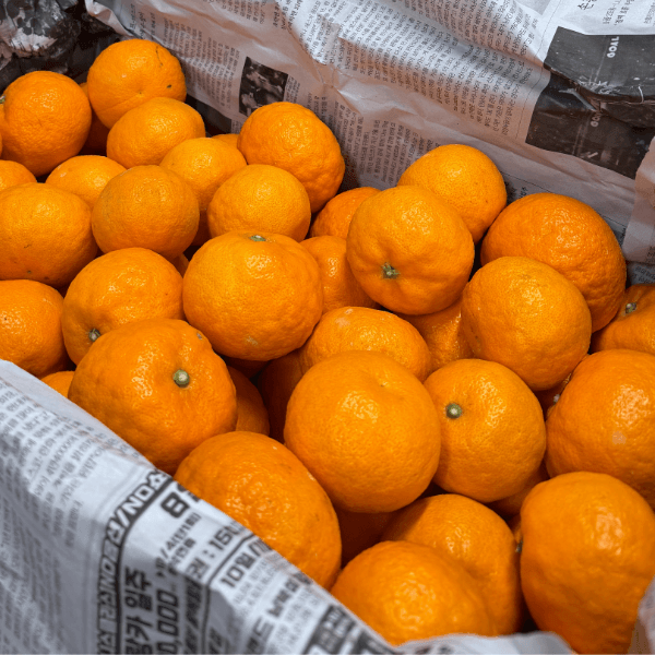 장터 상품 [제주 프리미엄 상큼달콤 카라향 랜덤과/중소과/중과/대과/특대과 2/3/5/10KG ] 썸네일