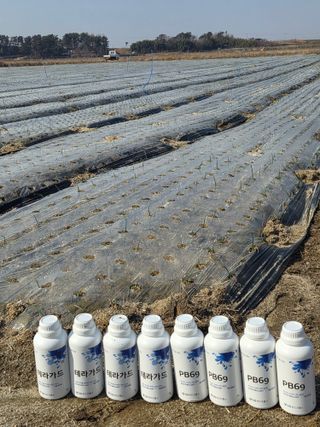 대산농사대장님의 양파 · 자유게시판 작성글 사진