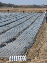 팜모닝 양파·자유게시판 게시글 이미지