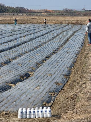 대산농사대장님의 양파 · 자유게시판 작성글 사진