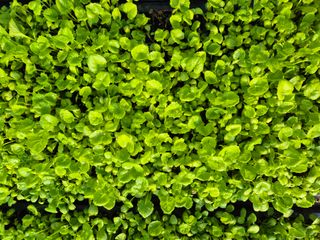 병풍취산채농원님의 자유주제 · 자유게시판 작성글 사진