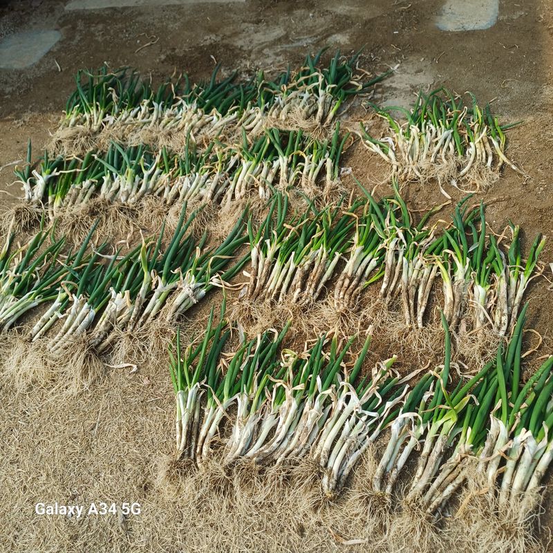 장터 상품 [달래파..요술대파.삼동파] 썸네일