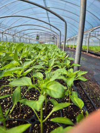 김영진(전남영광)님의 자유주제 · 자유게시판 작성글 사진