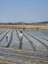 대산농사대장님의 양파·자유게시판 작성글 사진