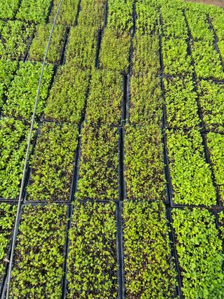 병풍취산채농원님의 자유주제 · 자유게시판 작성글 사진