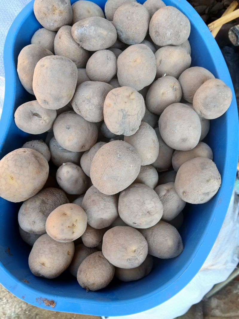 손경식드림농장님의 장터 판매 상품 [감자씨앗 (수미)10키로] 첨부 사진