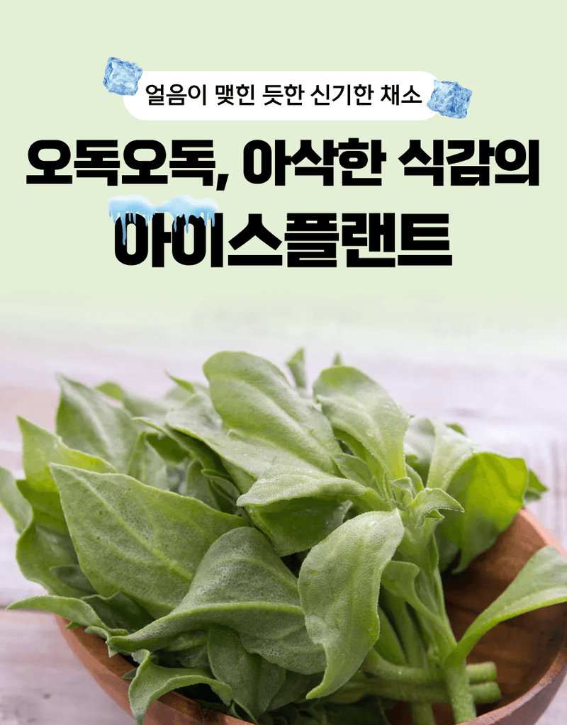 과일팩토리님의 장터 판매 상품 [무농약 아이스플랜트 얼음 맺힌 듯 신기한 채소 500G/1KG] 첨부 사진