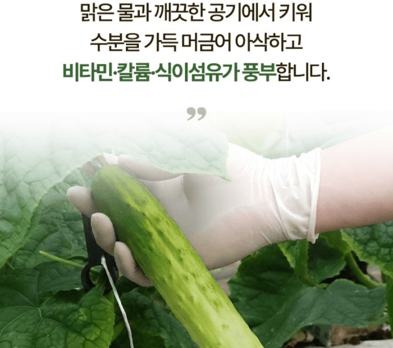 스피드번님의 장터 판매 상품 [백다다기 오이 (백오이)] 첨부 사진